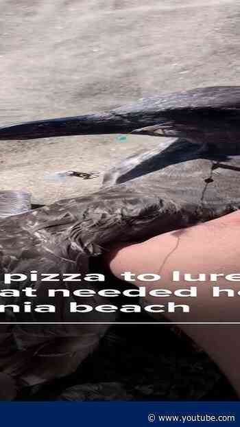 Man uses pizza to lure seagull that needed help on California beach