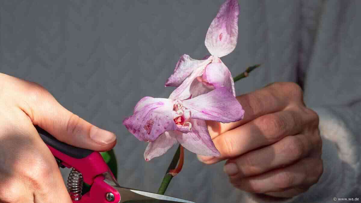 Orchideen-Besitzer, Vorsicht: Nicht jede graue Wurzel ist wirklich tot