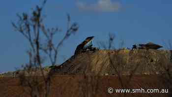 ‘Pandora’s box’: High Court decision could reopen coal mine approval cases