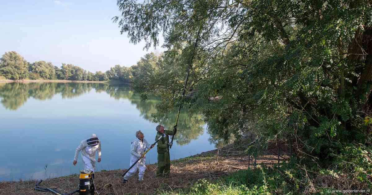 ‘Skippybal’ vol Aziatische hoornaars weggezogen, exoot met zendertje legde locatie in Echteld bloot