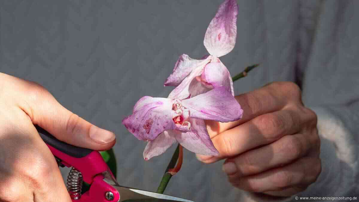 Orchideen-Besitzer, Vorsicht: Nicht jede graue Wurzel ist wirklich tot