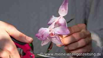 Orchideen-Besitzer, Vorsicht: Nicht jede graue Wurzel ist wirklich tot
