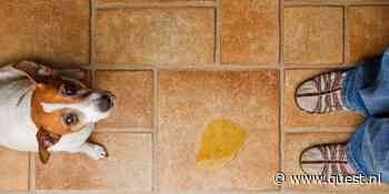 Waarom plassen sommige honden uit enthousiasme en blijdschap?