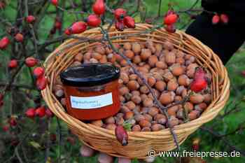 Herbstzeit ist im Vogtland Sammelzeit