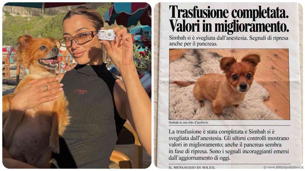 “Urgente, Simbah ha bisogno di sangue ‘Dea 1 negativo’. Cerchiamo un cane donatore”: l’appello di Soleil Sorge per salvare la propria cagnolina