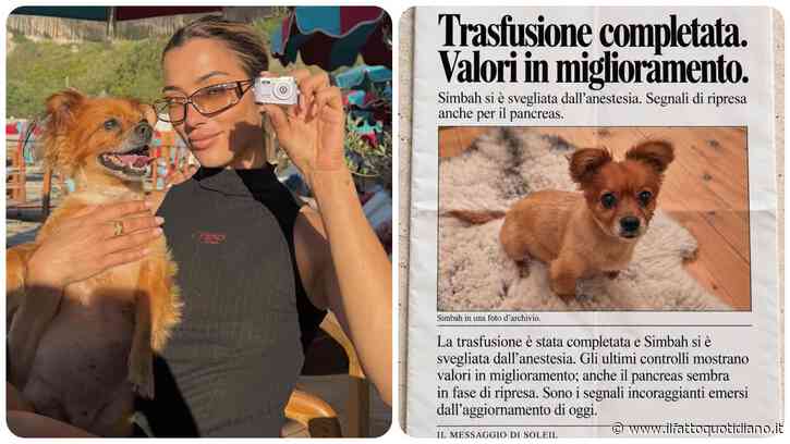 “Urgente, Simbah ha bisogno di sangue ‘Dea 1 negativo’. Cerchiamo un cane donatore”: l’appello di Soleil Sorge per salvare la propria cagnolina