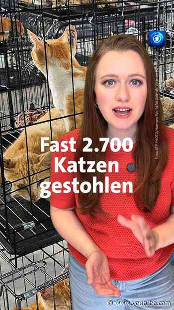 Festnahme in Vietnam wegen Katzenfleisch