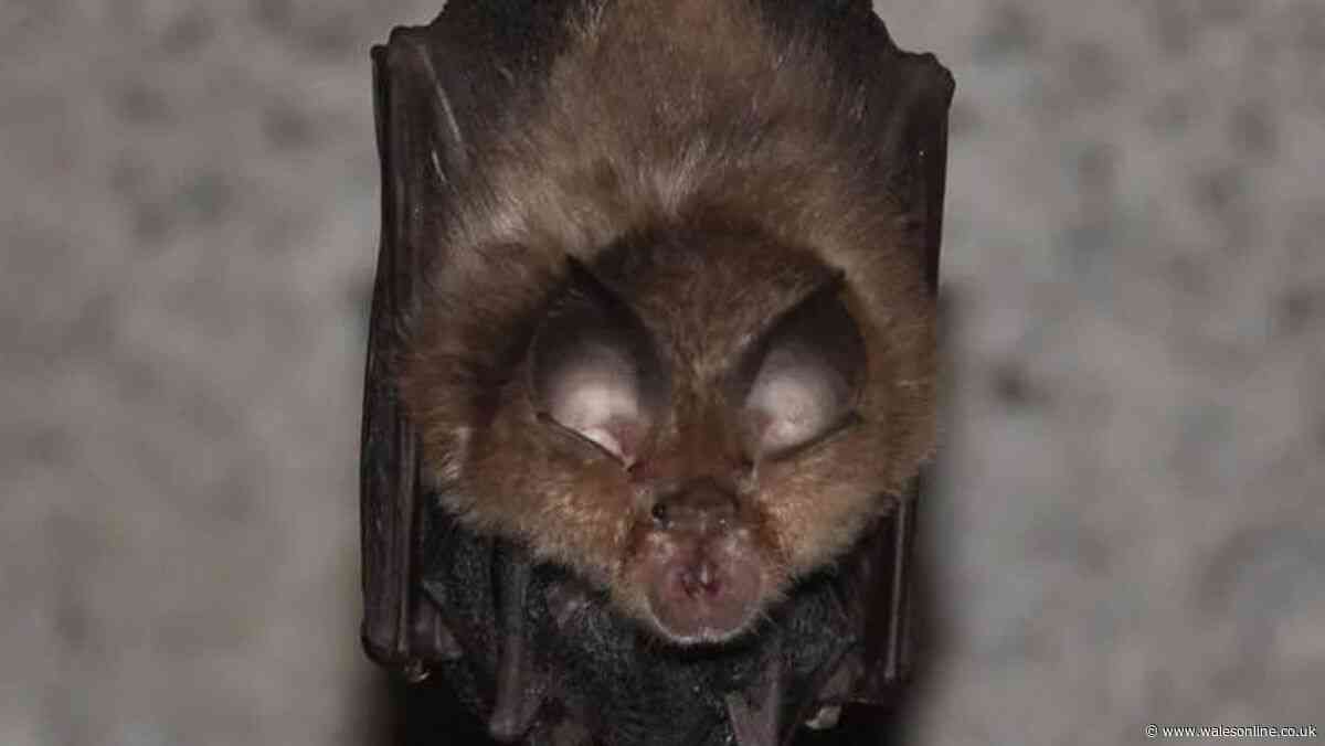 Nearly 300 new homes in Welsh community at risk because of bats