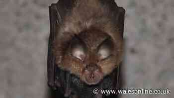 Nearly 300 new homes in Welsh community at risk because of bats