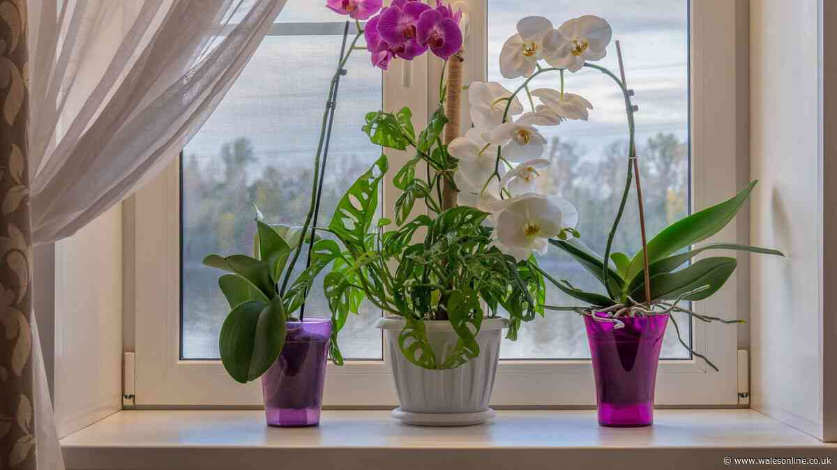 Orchids will be healthy and strong through winter if fed 1 natural item every month