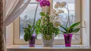 Orchids will be healthy and strong through winter if fed 1 natural item every month
