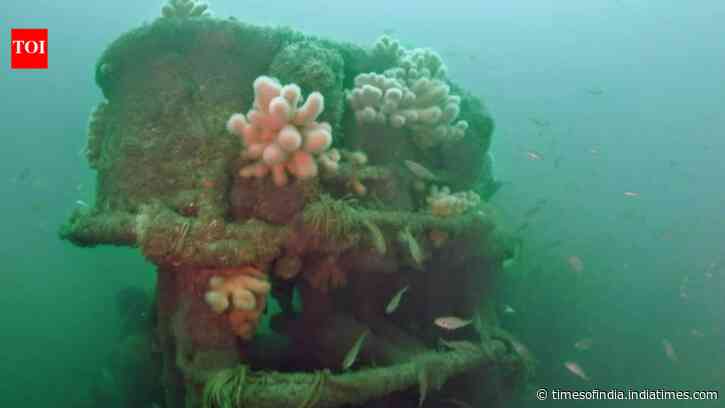 In 2014, ship with 32M illegal cigarettes was sunk off Ireland; 12 years later, marine life has colonised the wreck