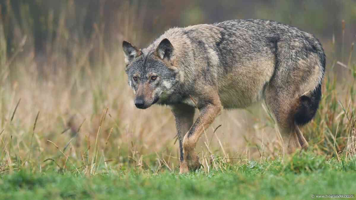 Wolven verspreiden zich verder door het land: mogelijk vijf nieuwe leefgebieden