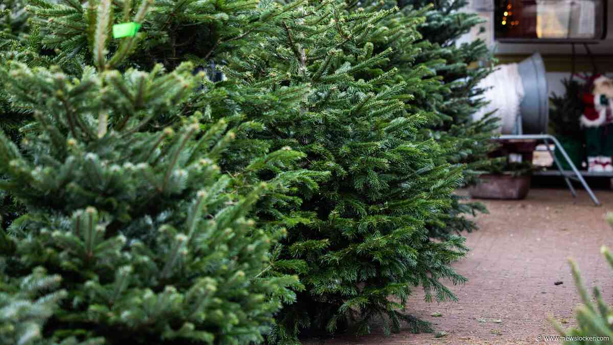 Stevige kerstboom dit jaar al 70 euro: ’Prijs stijgt door slechte oogst en hoge brandstofkosten’