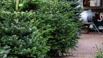 Stevige kerstboom dit jaar al 70 euro: ’Prijs stijgt door slechte oogst en hoge brandstofkosten’