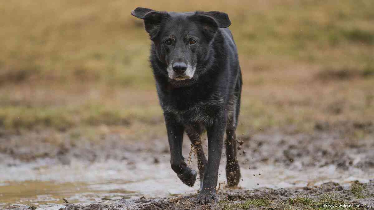 Vets warn of rare fatal disease linked to wet and muddy dog walks