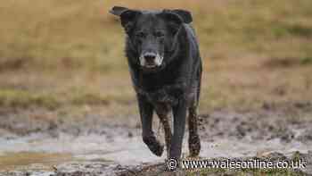 Vets warn of rare fatal disease linked to wet and muddy dog walks