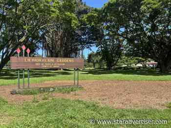 Hilo project aims to remove ailing trees at Lili’uokalani Gardens