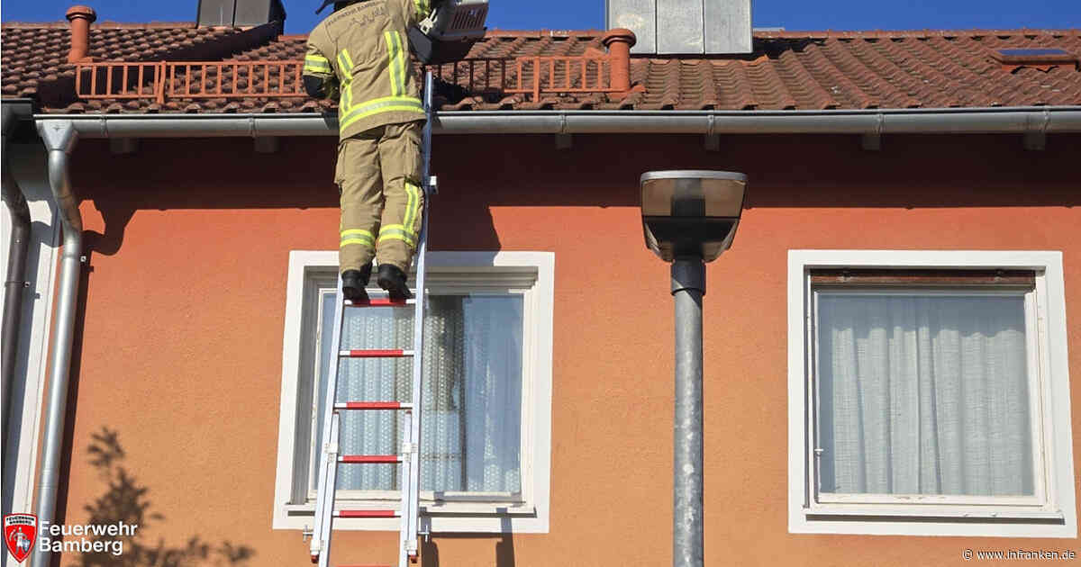 Bamberger Feuerwehr rettet Tier von Hausdach