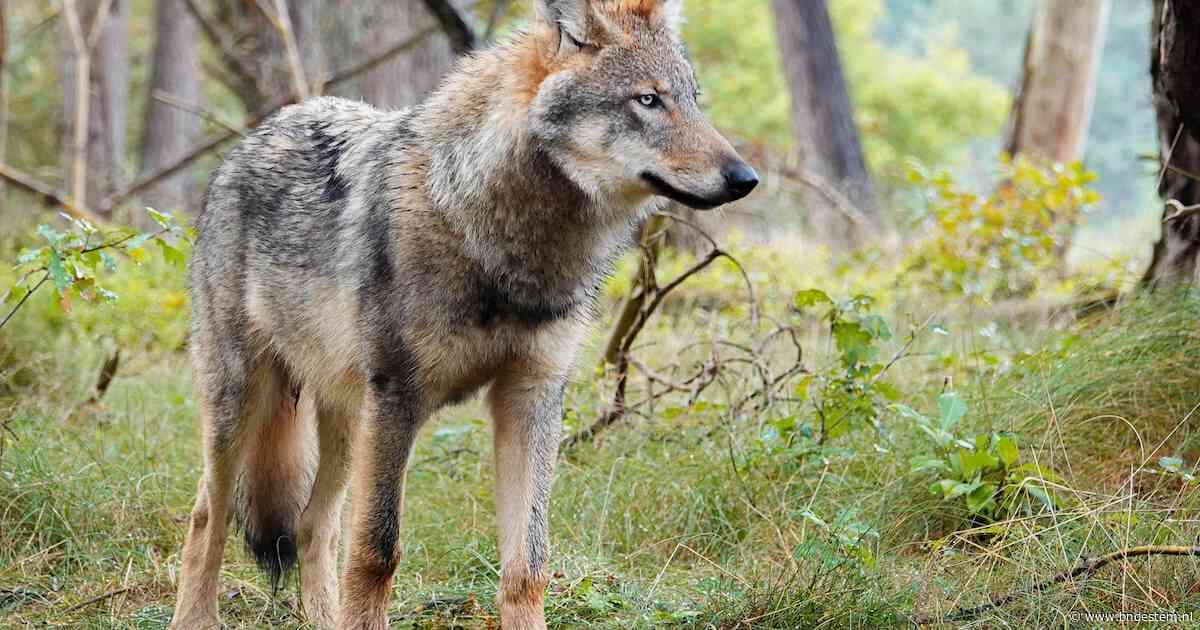 Wolven ontdekken vijf nieuwe gebieden in Nederland, dit jaar zeker 56 welpen geboren