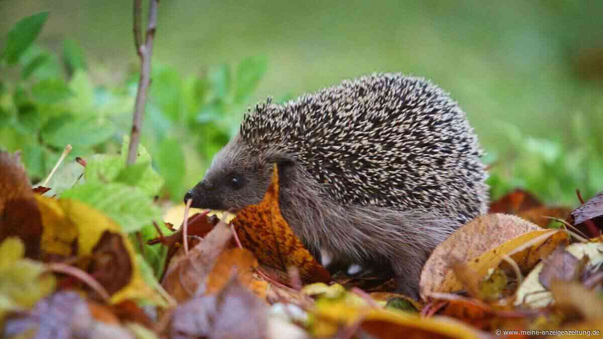 Kleiner Igel unterwegs: Wann braucht er Hilfe?