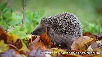 Kleiner Igel unterwegs: Wann braucht er Hilfe?