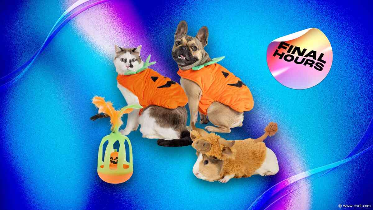 Your Pet Wants to Be a Pumpkin for Halloween and PetSmart Is 20% Off for Today Only