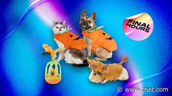 Your Pet Wants to Be a Pumpkin for Halloween and PetSmart Is 20% Off for Today Only