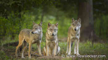 Zeker 56 wolven geboren dit jaar: welpen gespot op wildcamera’s