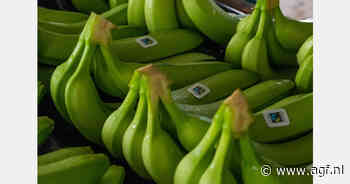 Fairtrade verhoogt minimumprijzen voor bananen met 5,6%