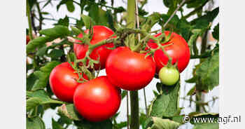 Franse tomatenoogst -4%, recordprijzen in augustus