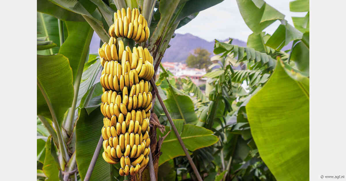 Yelloway doorbreekt barrière voor veredeling van Cavendish-banaan