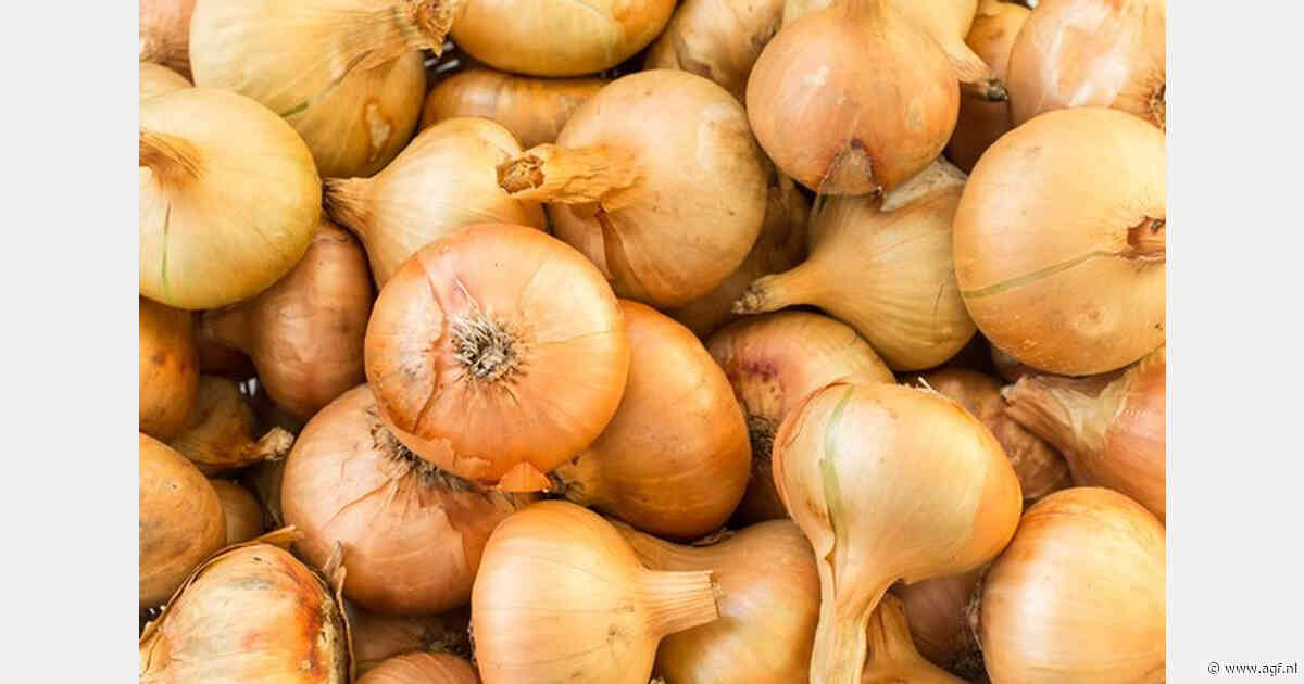 Uienmarkt ontwikkelt zich van prijshoudend tot vast