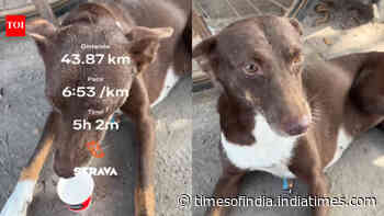 Kanpur dog runs 38 km with runners, wins the internet
