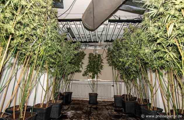 POL-D: Lörick - Drogenplantage in Wohnhaus - Mehrere Hundert Cannabispflanzen beschlagnahmt - Tatverdächtiger festgenommen