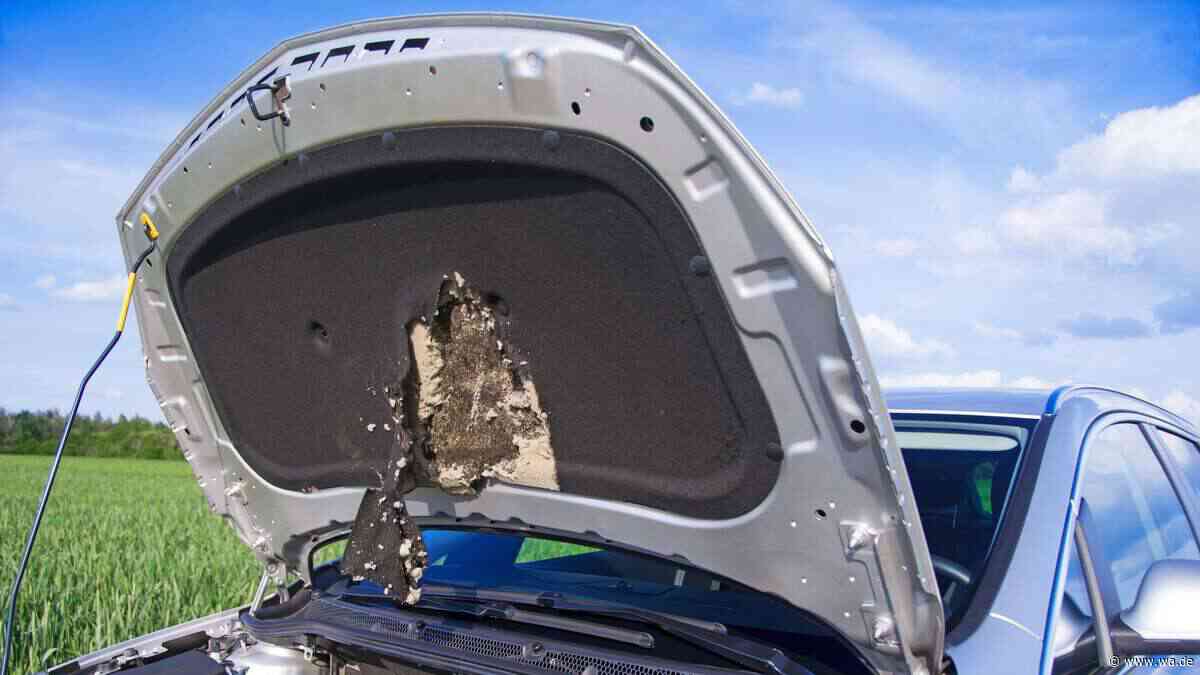 Kabelschäden am Auto: So kann man seinen Geldbeutel tierfreundlich schützen