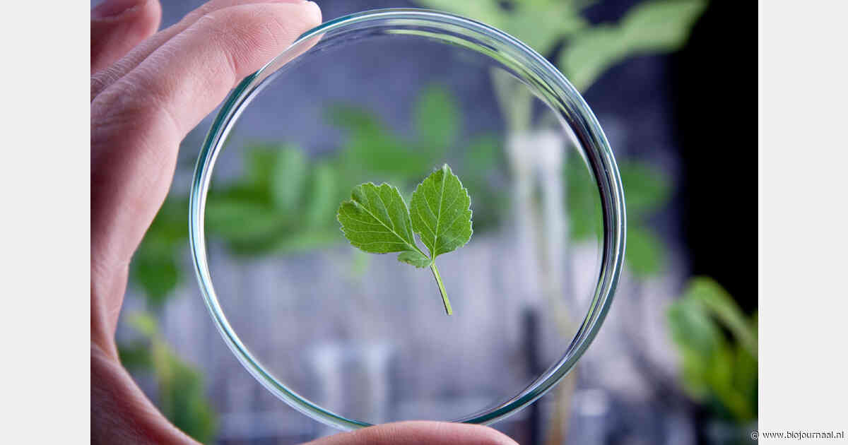 WUR-onderzoekers vragen bestuur om NGT-standpunt te heroverwegen