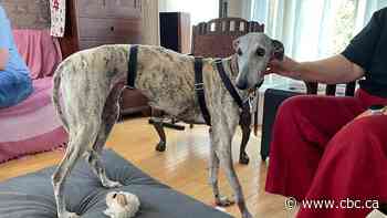 Owner of lost Spanish greyhound says Sask. needs provincewide standards for capturing missing dogs
