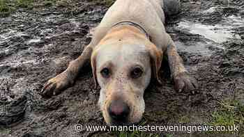 Disease warning to anyone walking their dog on wet and muddy ground