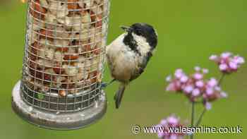 Anyone with a bird feeder in the garden urged to move it this week