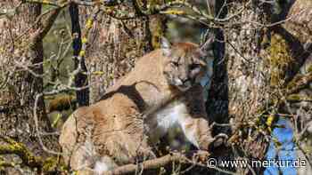 Puma nahe Münchner Flughafen gesichtet: Landratsamt warnt vor Raubkatze