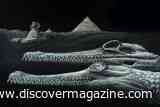 This Newly Identified Species of Extinct Crocodile is Missing the Tip of Its Nose, Just Like the Great Sphinx&nbsp;