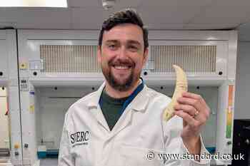 Radioactive traces found in teeth of stranded whales used to explore their lives