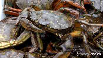 'They're designed to kill':  European green crabs feasting on N.L. lobster stocks