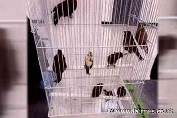 Miami Airport Passenger Charged After 'Unexplained Bulge' Leads to 10 Live Birds Allegedly Found in Underwear