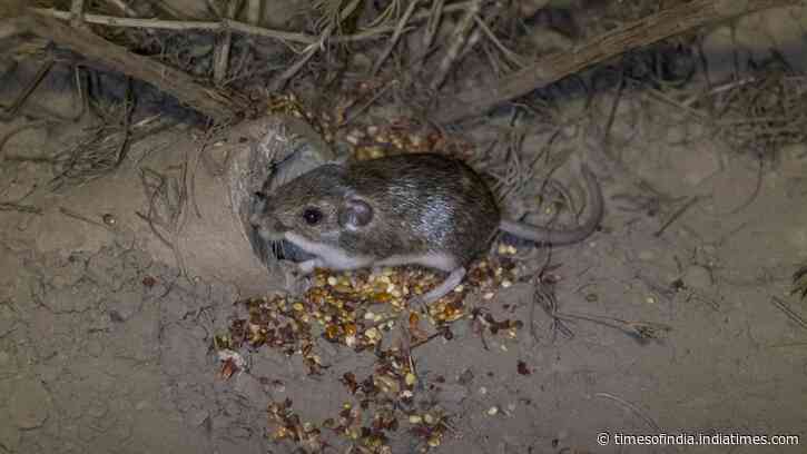 In 1993, California's pocket mouse was rediscovered; 33 years later, 530+ have been reintroduced