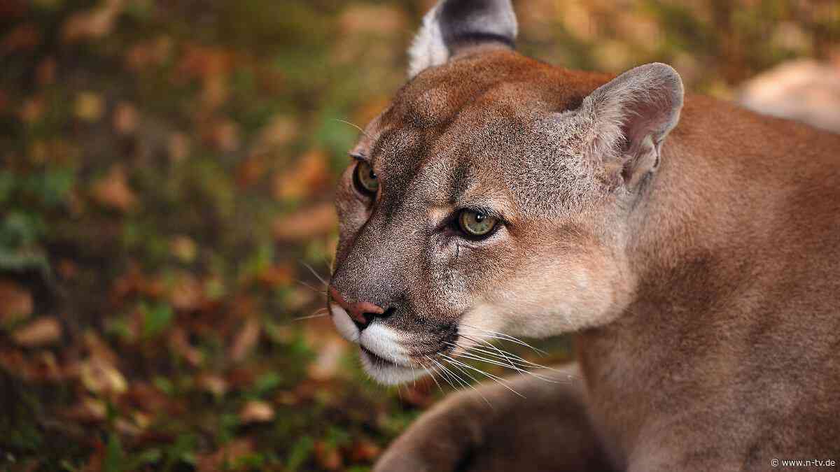 "Könnte ein Puma sein": Behörden vermuten freilaufende Raubkatze in Bayern