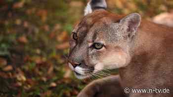 "Könnte ein Puma sein": Behörden vermuten freilaufende Raubkatze in Bayern