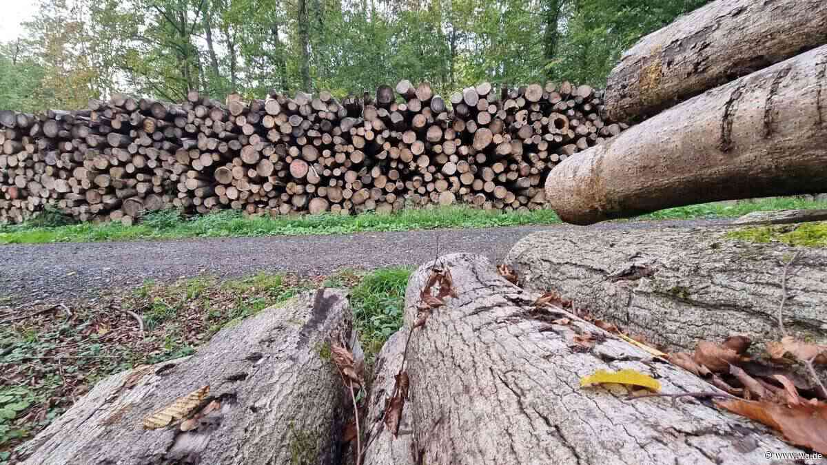 Heessener Wald: Schon wieder müssen Bäume gefällt werden