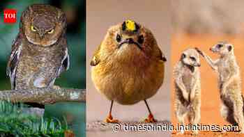 From a “Sexy Mantis” to a “Spicy Orangutan”: 10 funniest animal photos shortlisted for the 2026 Comedy Wildlife Awards